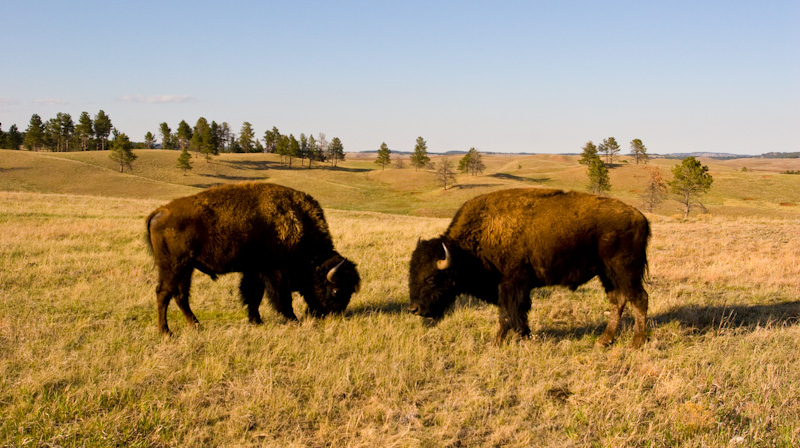 Bison